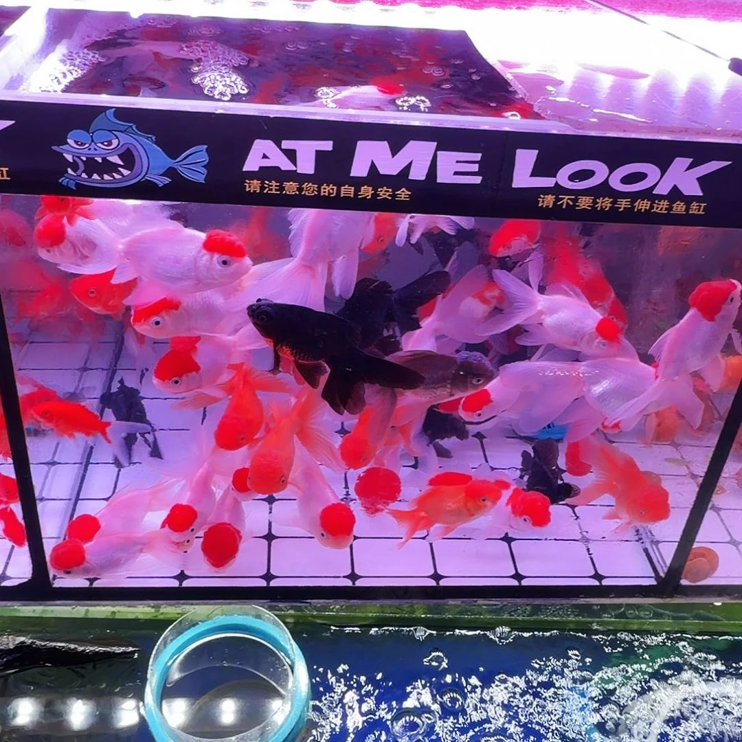 金鱼颜色随机9条(6条送3条备损)