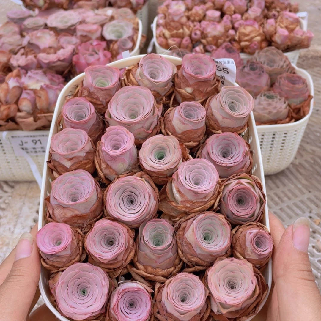 山地玫瑰花篮组合J755