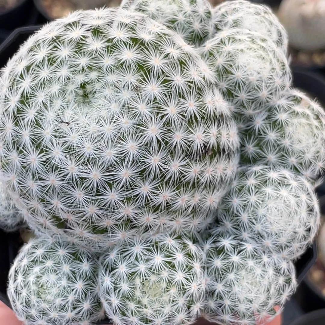 姬春星大群7方满盆