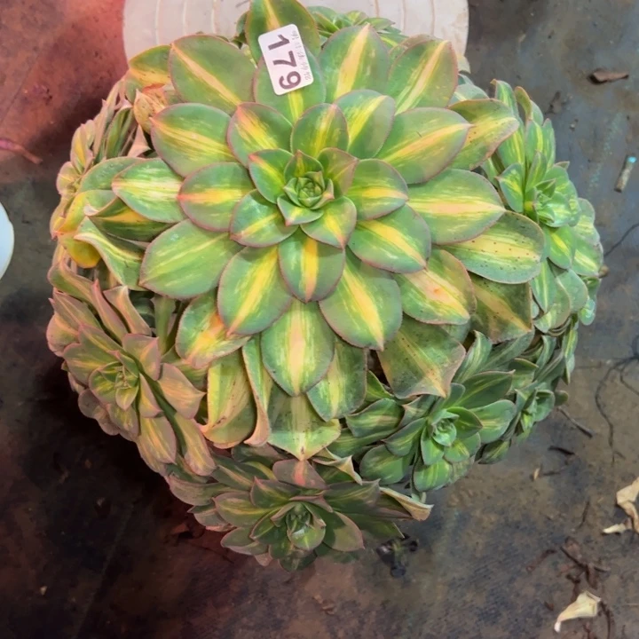 一***园黄忠班179多肉法师一物一拍