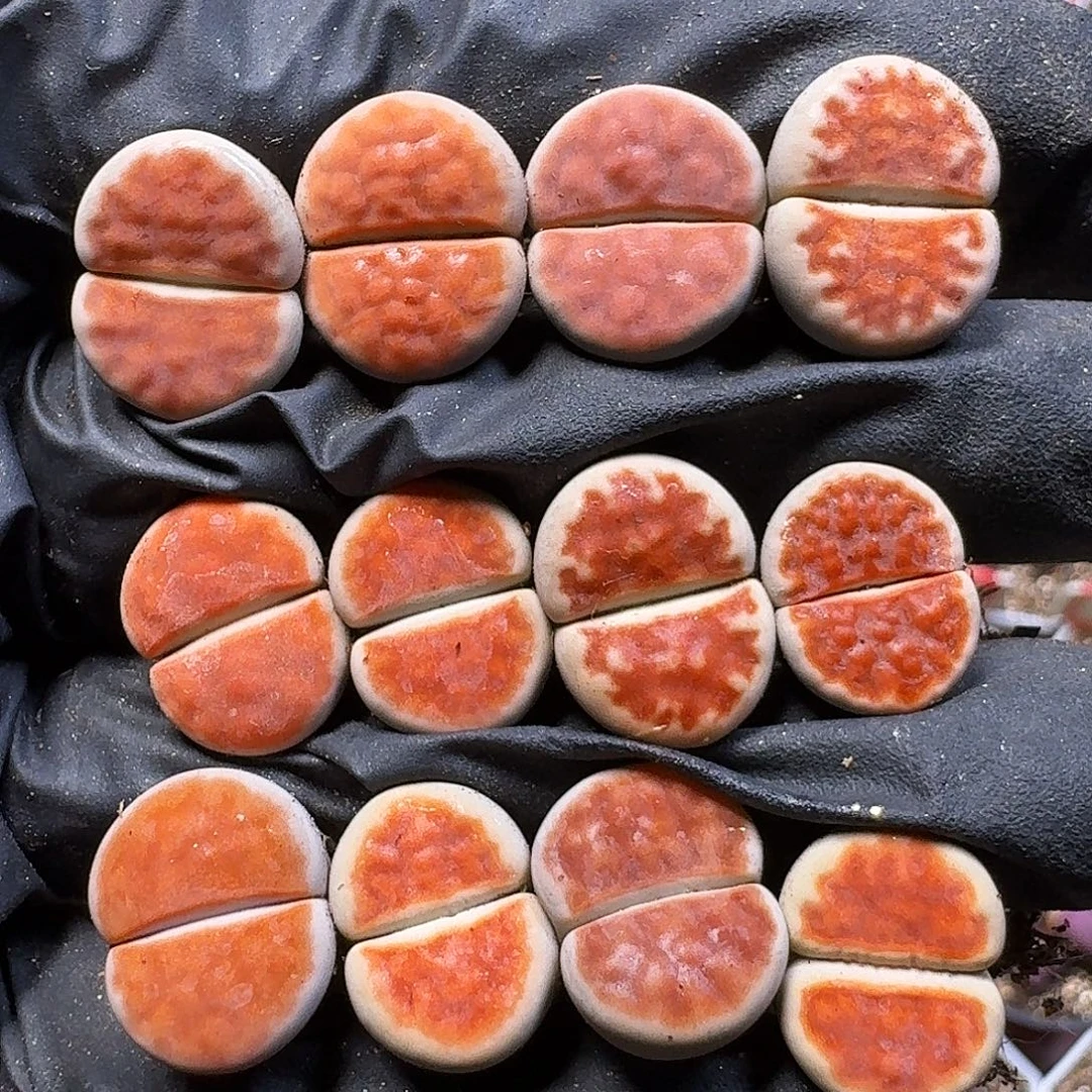 生石花211111。   257