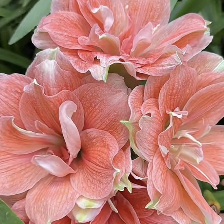 蒂卡珊瑚畦鱼粉色,花大颜值高