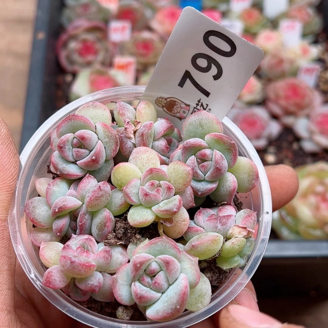 多肉植物多肉植物