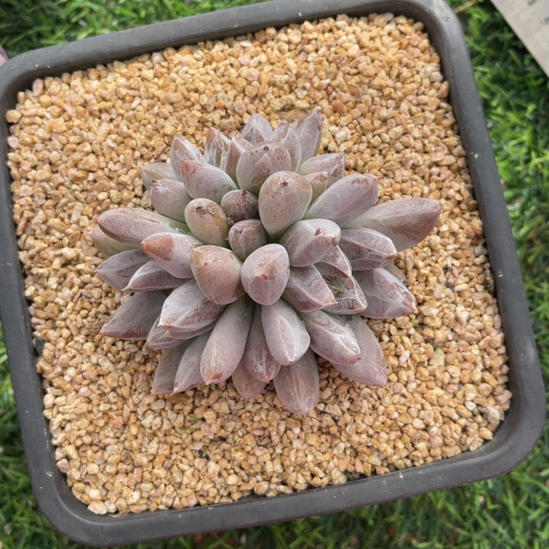 杜里万冠幅9 公分一物一拍