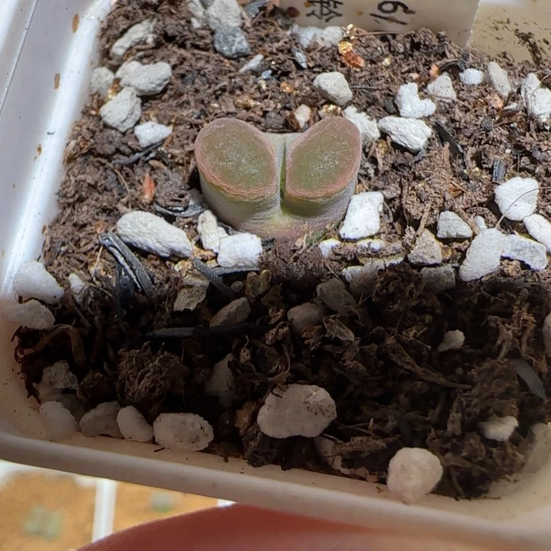 肉锥多肉植物组合-磁铁1361