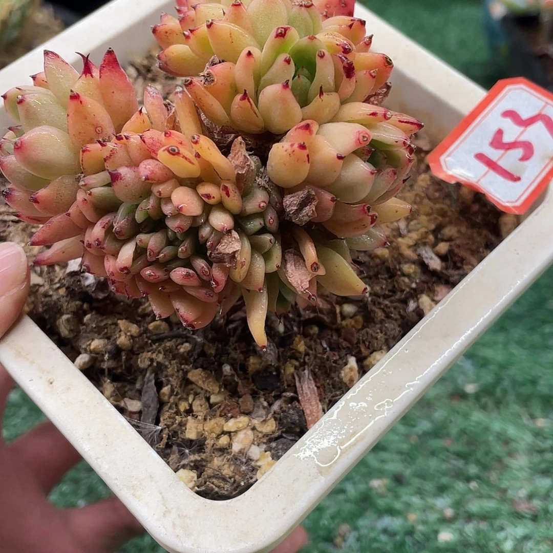 153一物一一拍一拍