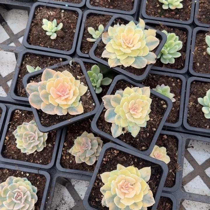 一刻的价格天鹅湖锦