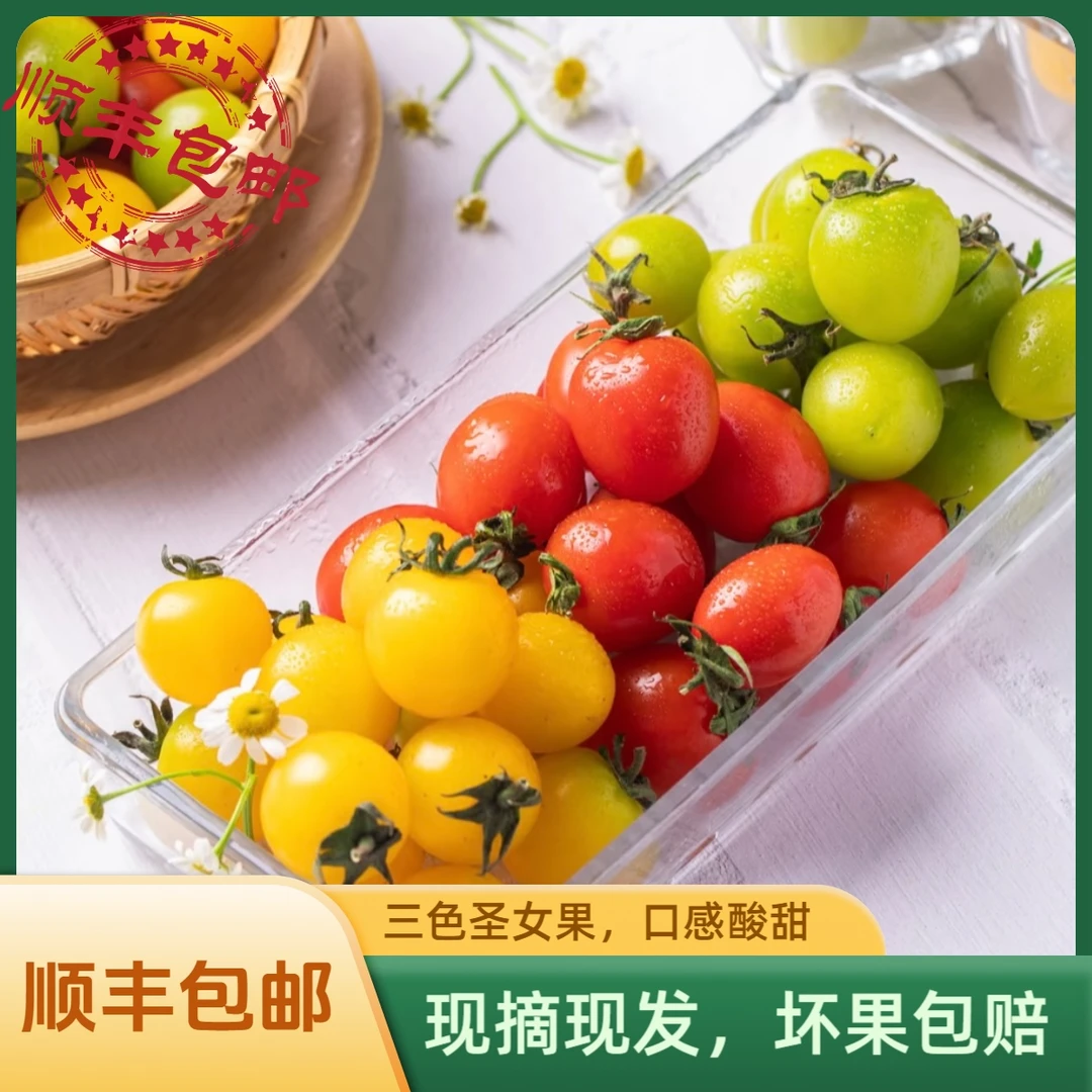 【顺丰包邮】精选果三色小番茄寿光直发酸甜可口番茄圣女果