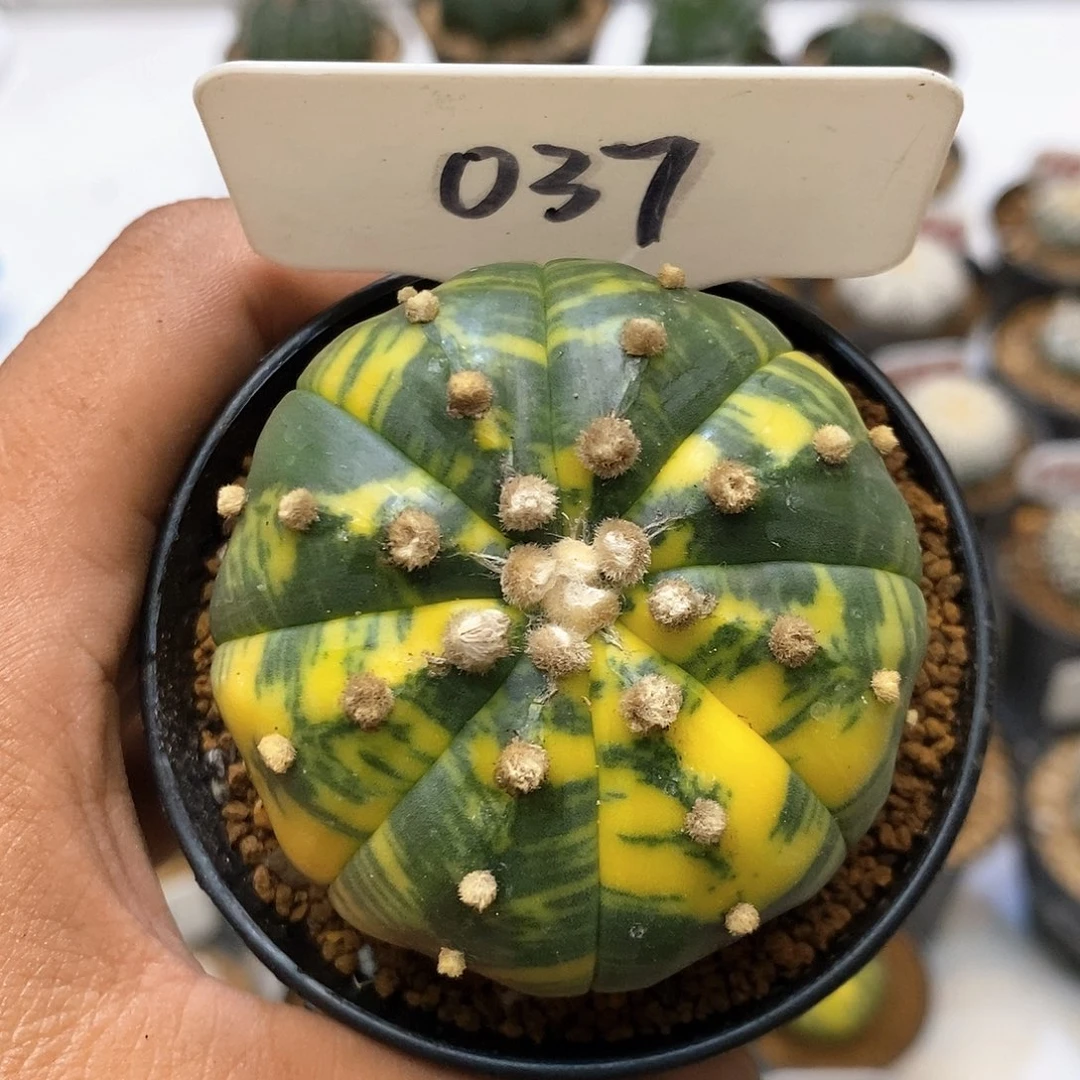 037福利特价咯啦吧哩