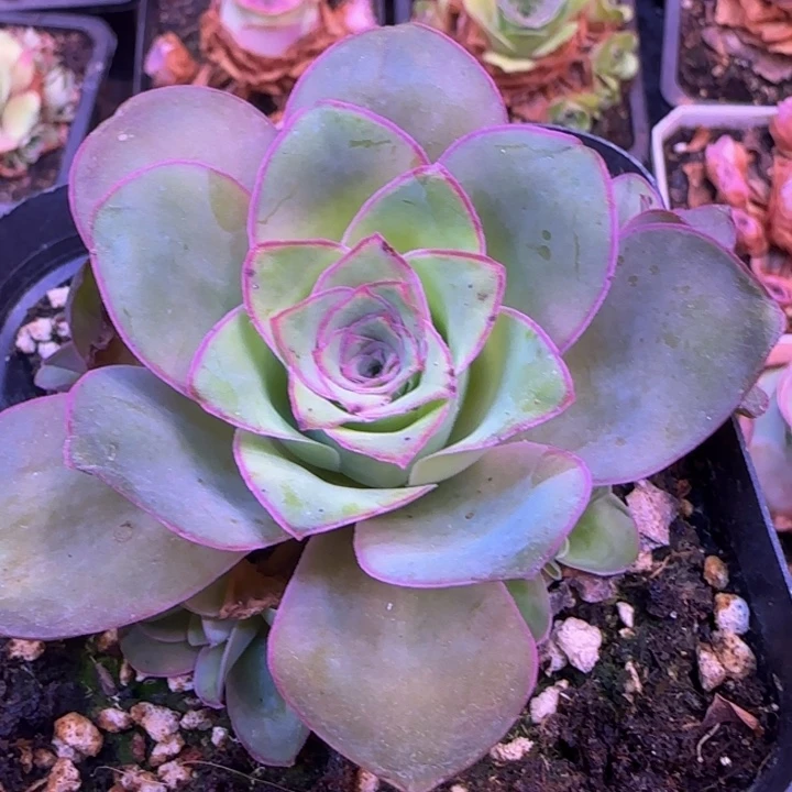 青*福利1242427676767