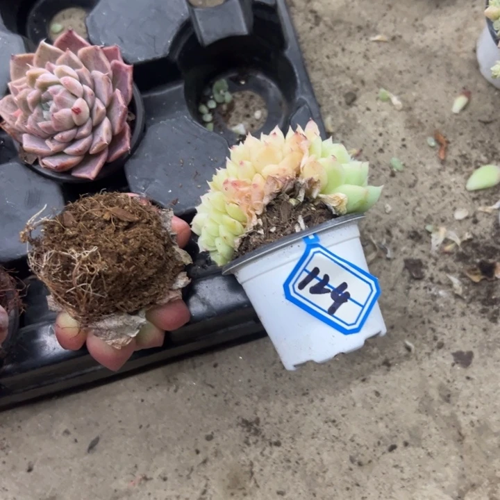 郁***香一物一拍白女王多肉124