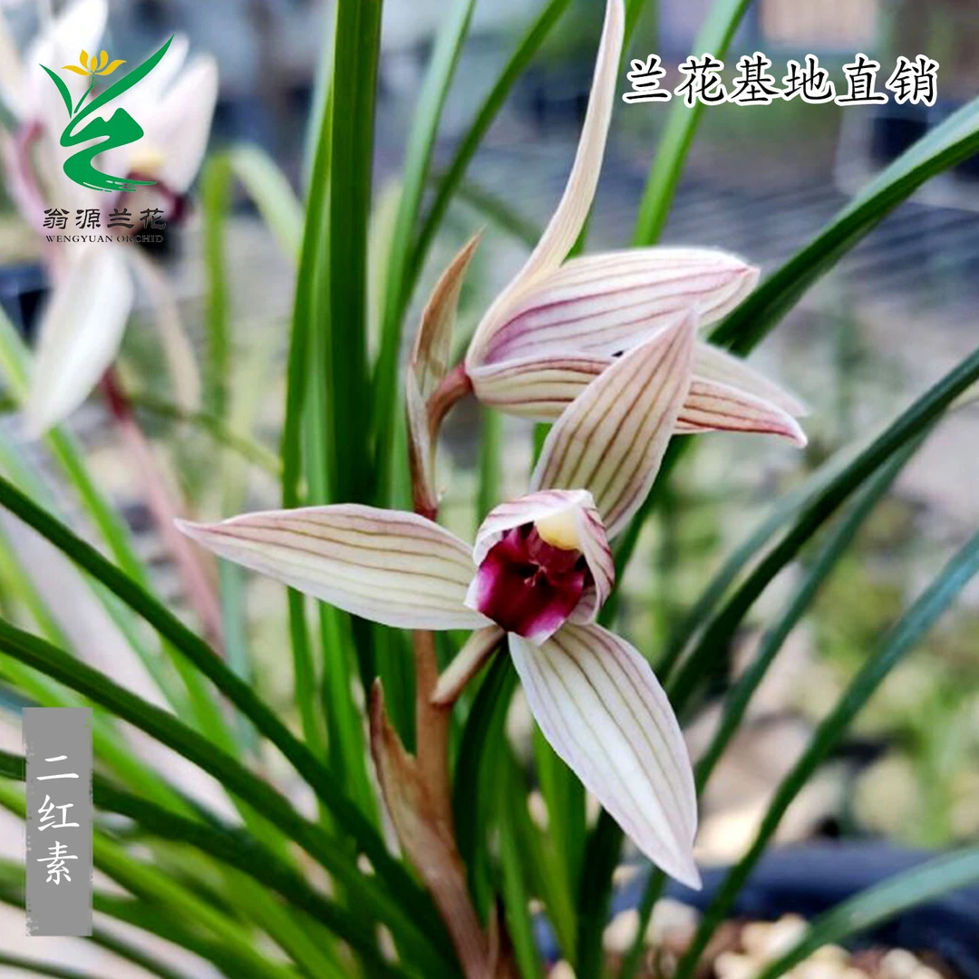 翁源兰花苗喜花里春兰细叶莲瓣兰二红素红舌带花浓香好养绿植花卉