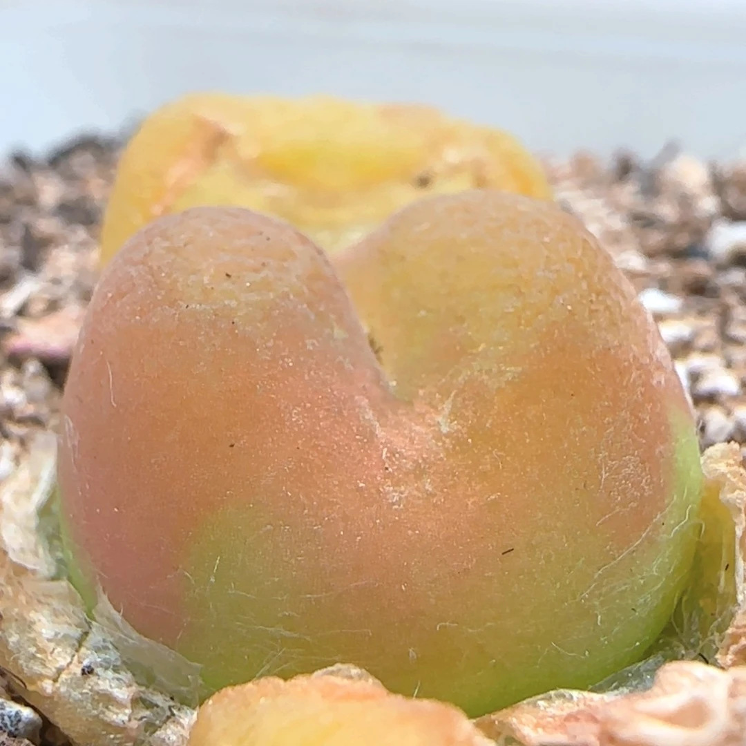 5.11.66/尺寸1.7/水蜜桃/