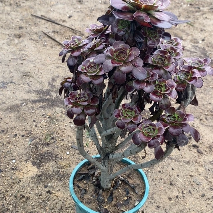 圆叶21多肉植物法师法师