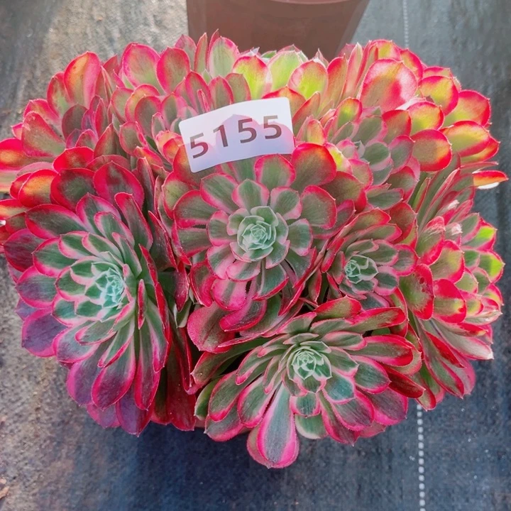 新品孔雀翎特价多肉发货