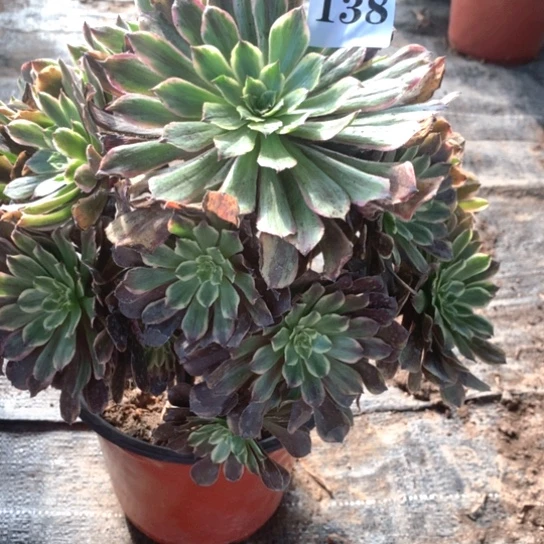 小***.多肉植物粉黛138