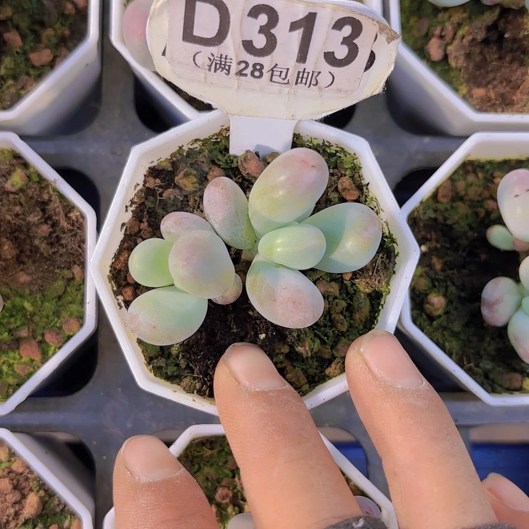 D313Mike奶一物一拍