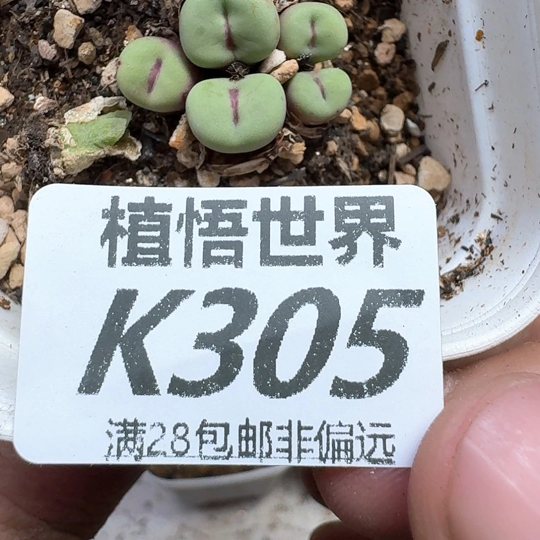 多肉植物的动作动作
