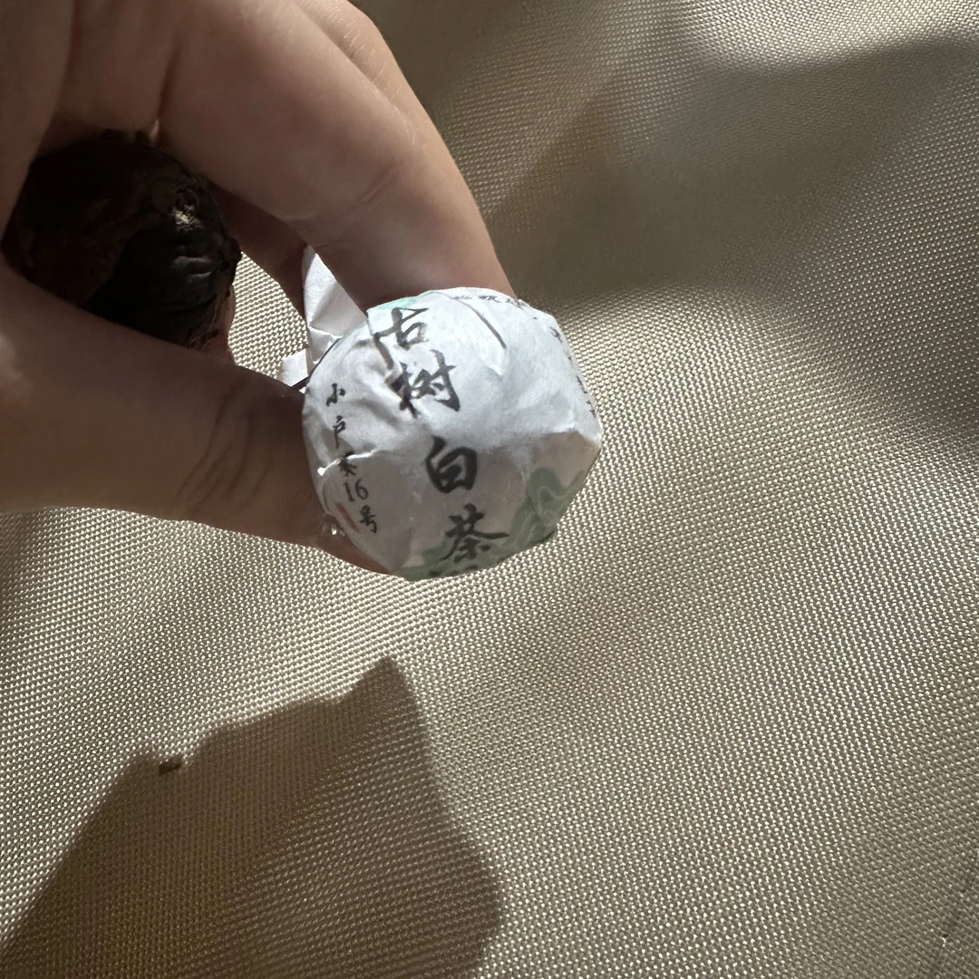 138号云南临沧2025年小户赛白茶龙珠20颗7-24