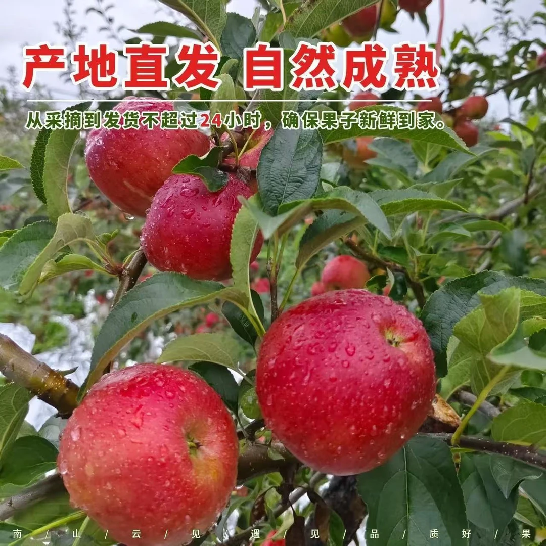 专属链接云南红露苹果5斤装现摘脆甜多汁新鲜水果适合孕妇解馋
