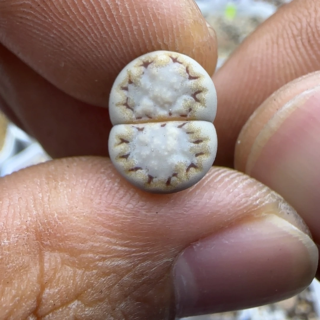 239 生石花大棚直播