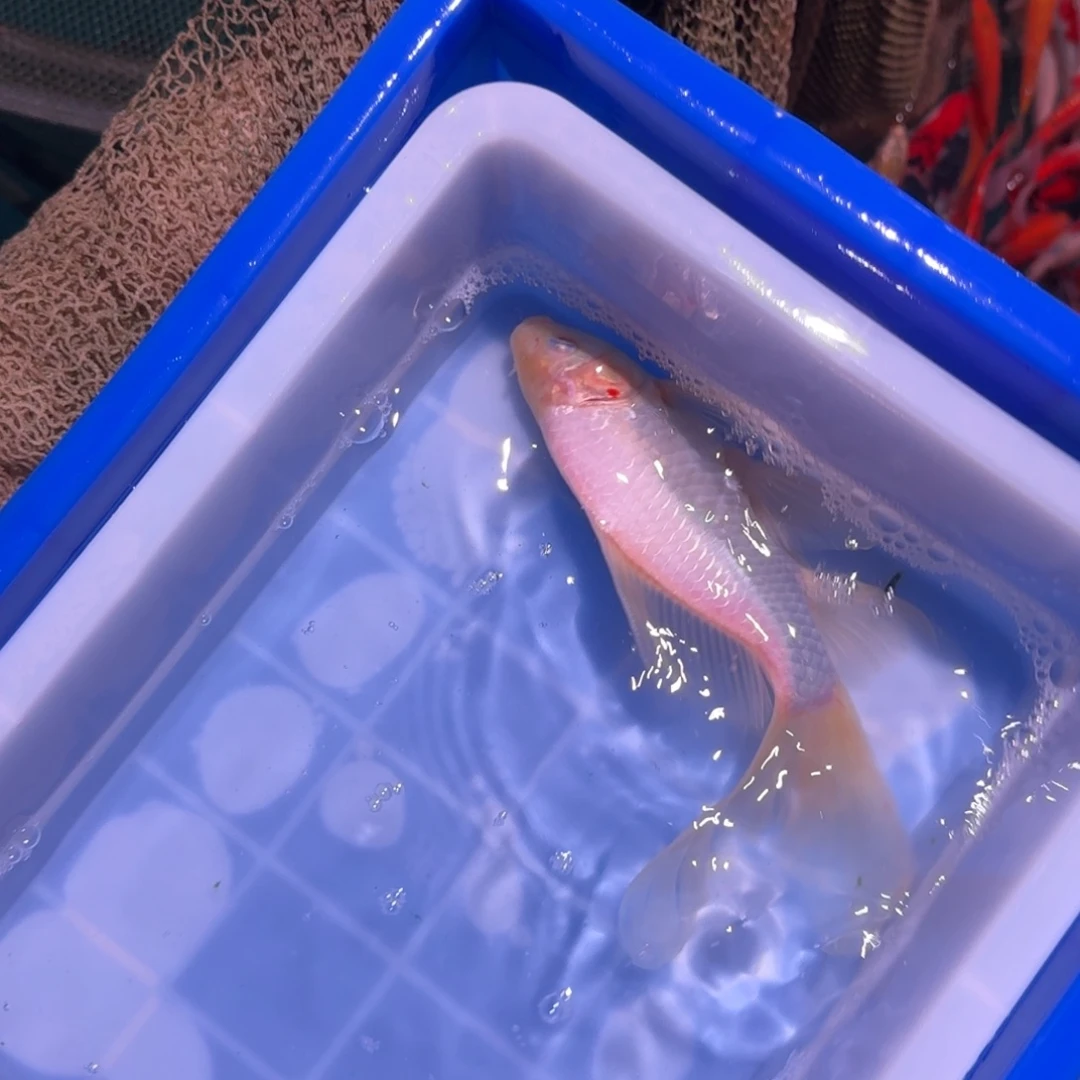 锦鲤精品锦鲤大放漏