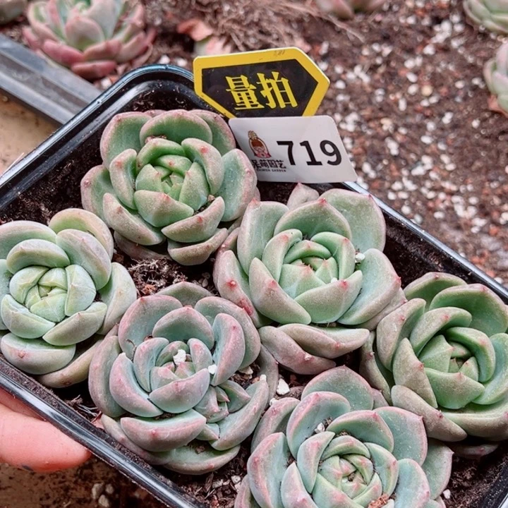 多肉植物多肉植物