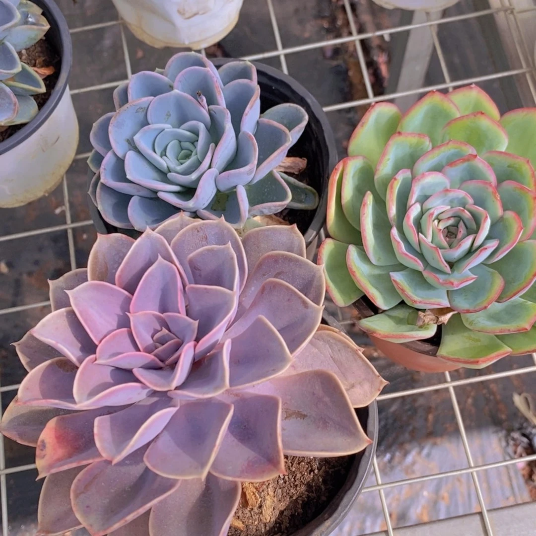 美尻➕晨露➕紫丁香 大单头各一盆