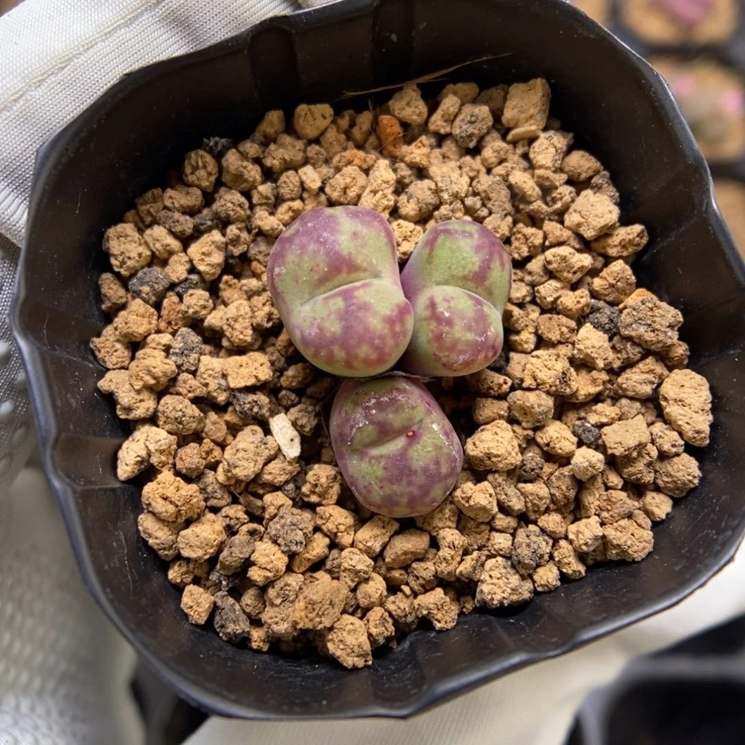 多肉植物肉锥杂交K-3692