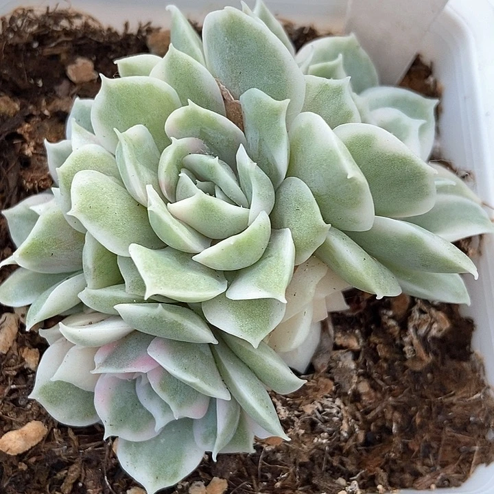 多肉植物昂斯诺锦619