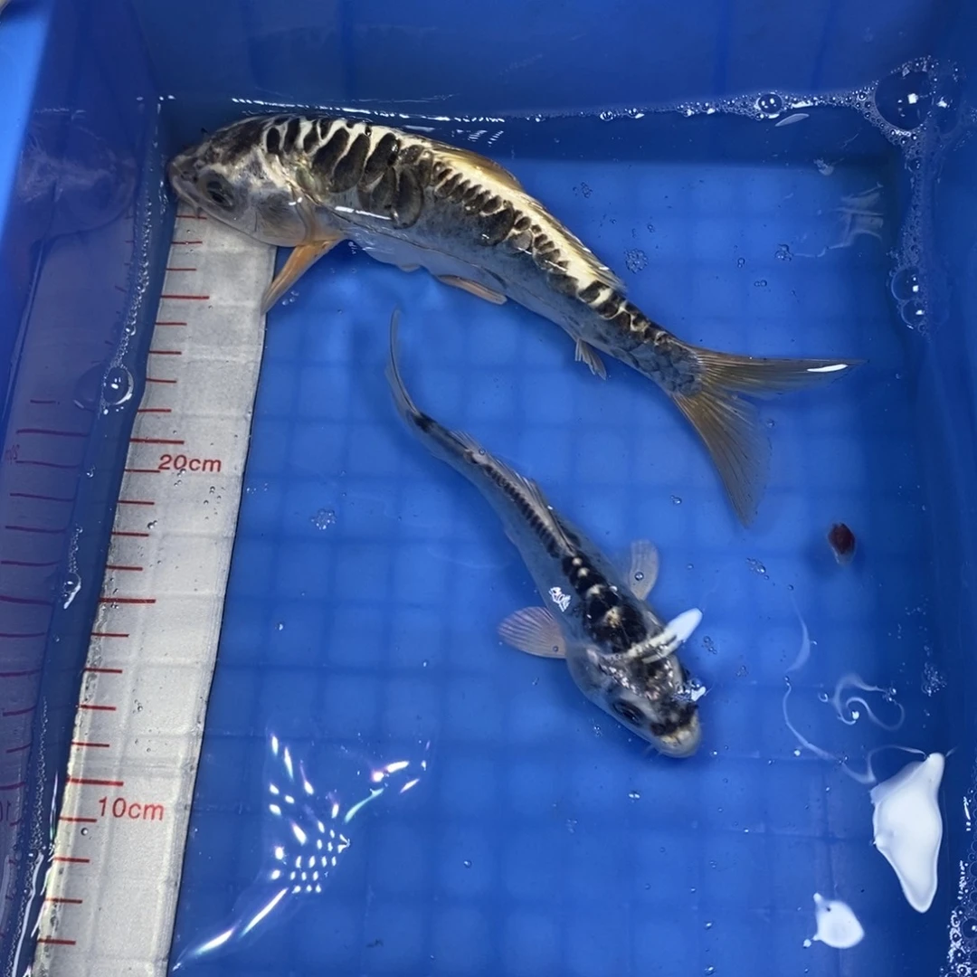 锦鲤冷水锦鲤包邮