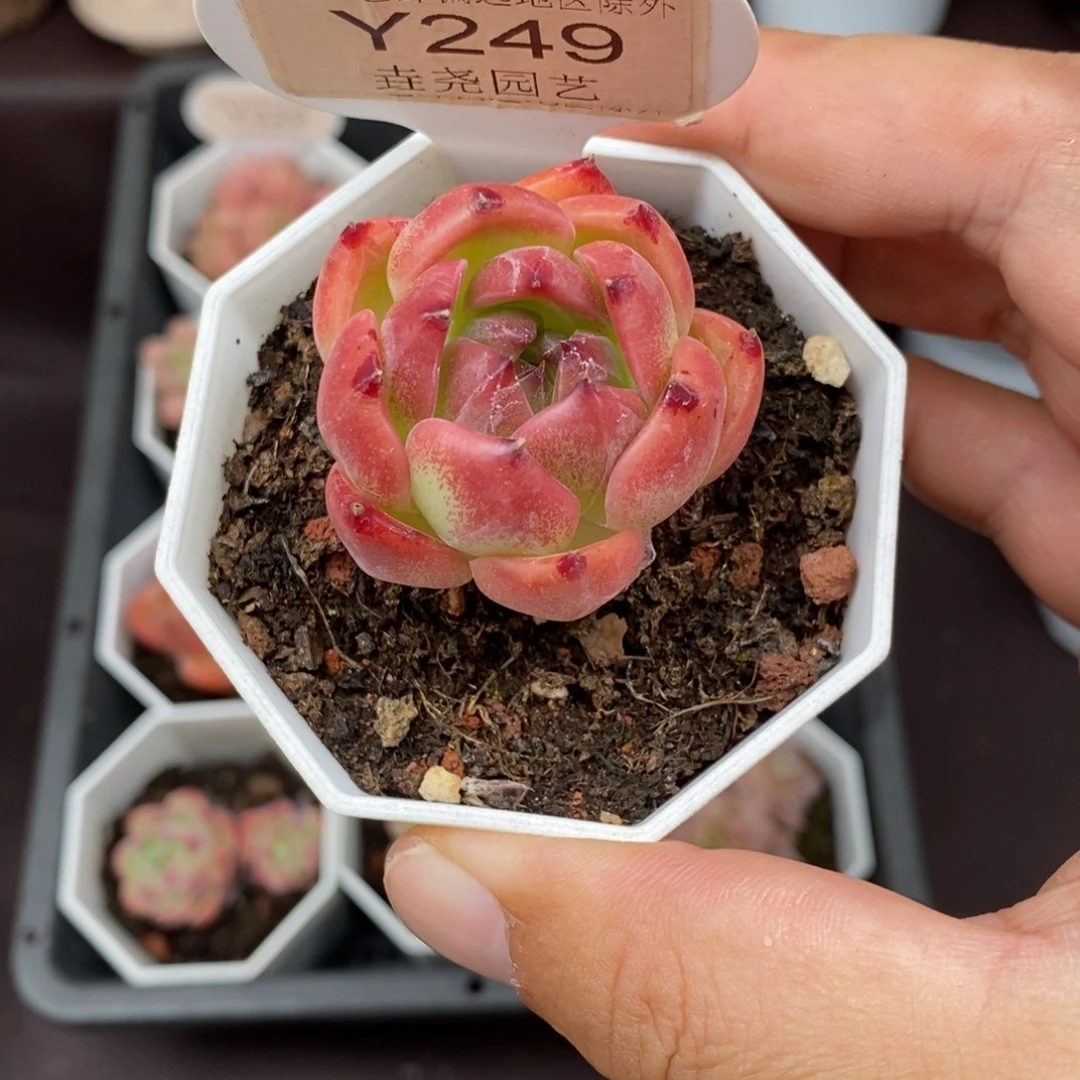 0249 凯撒单头 3.5cm