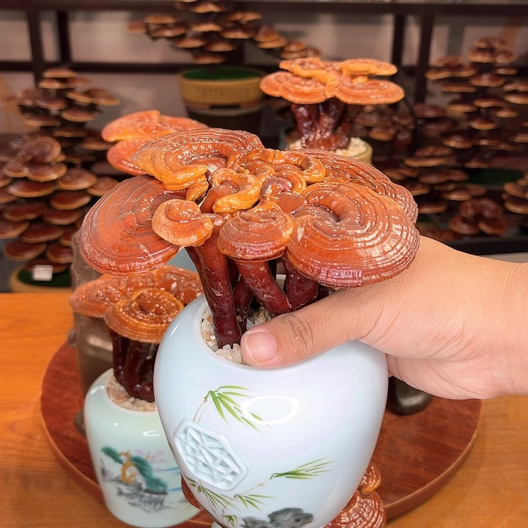 无花朵万事如意888888888888888