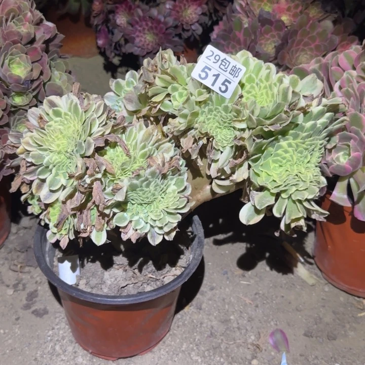 绿豆沙缀……不包断枝，