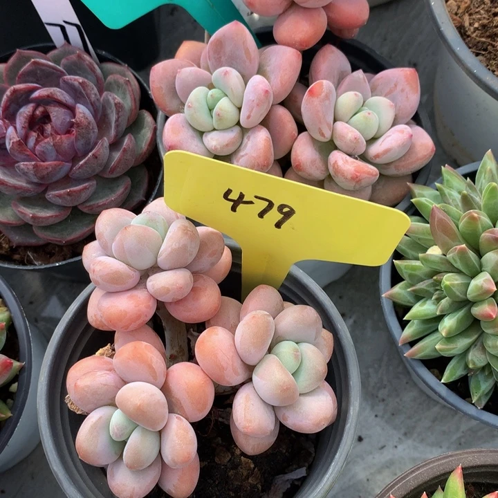 多替自己误737273737