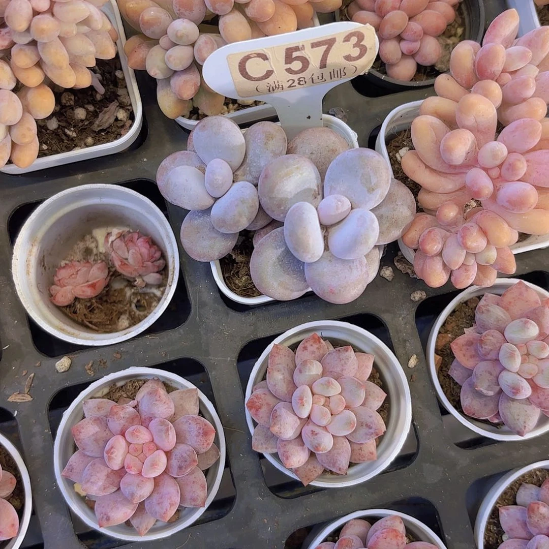 C573文斯通奶酪一物一拍