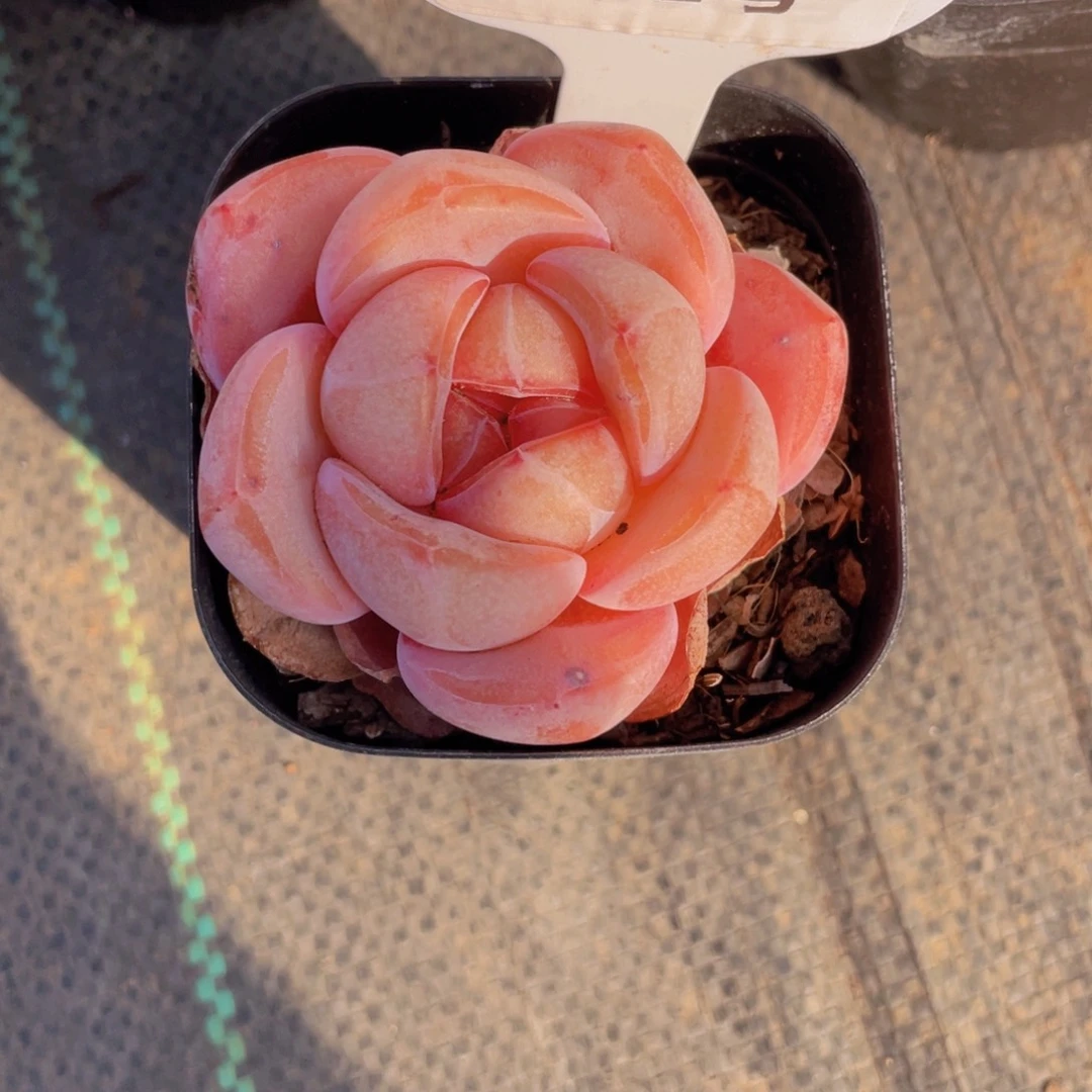 262号 宽叶母本大白兔单头一个