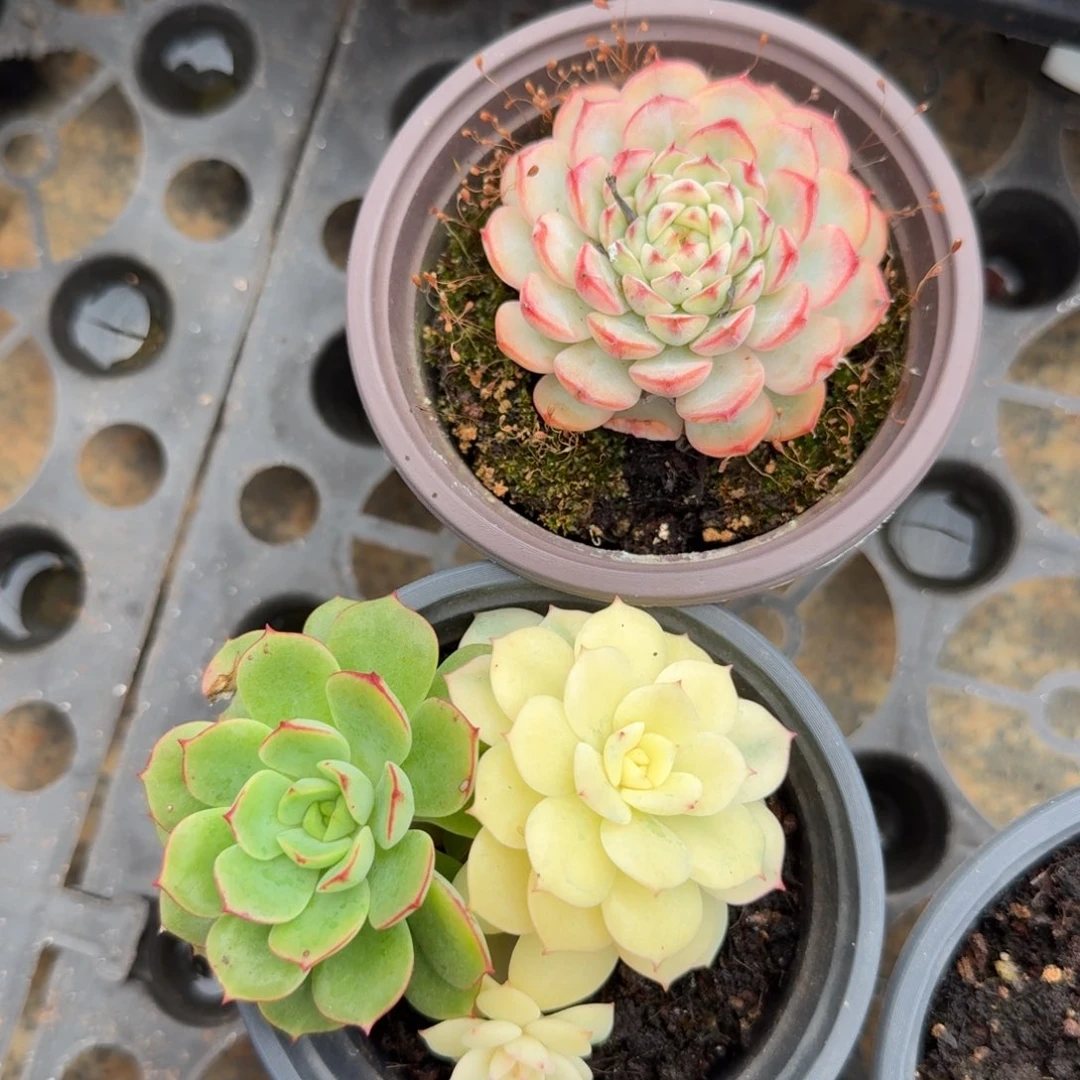 一组的推进动态魂的推进