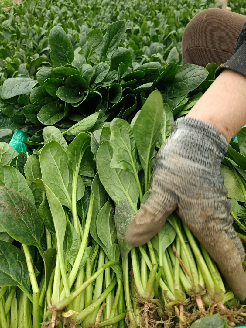农家5斤新鲜菠菜下单现铲地头常有超新鲜超嫩