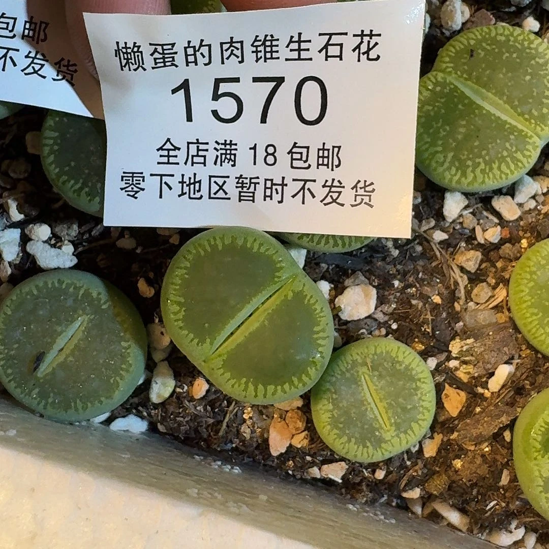 1570 哈哈哈哈哈哈哈哈哈哈
