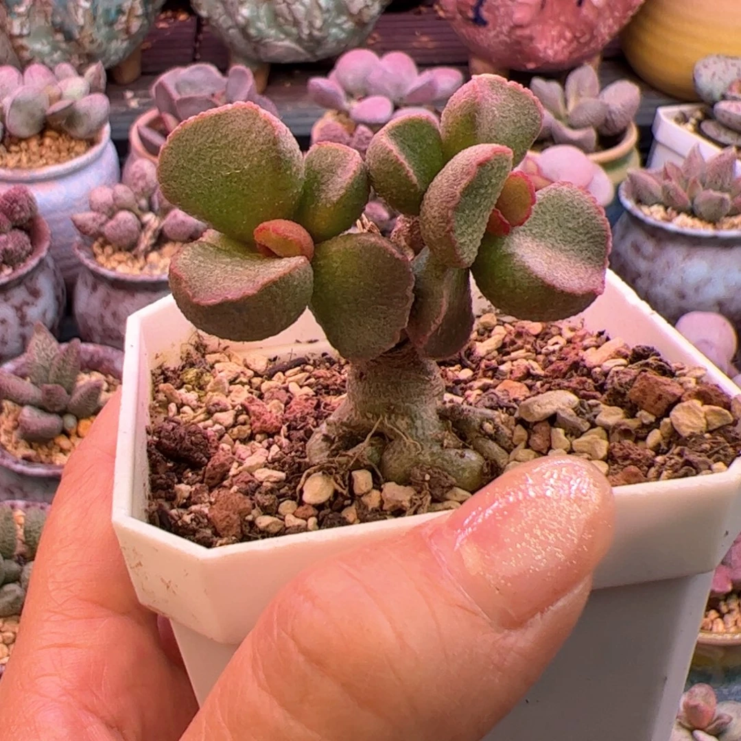 一物一拍感谢支持。