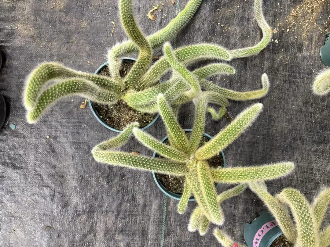 【九尾狐整桩有砍】富婆家九尾狐有砍多头长白毛