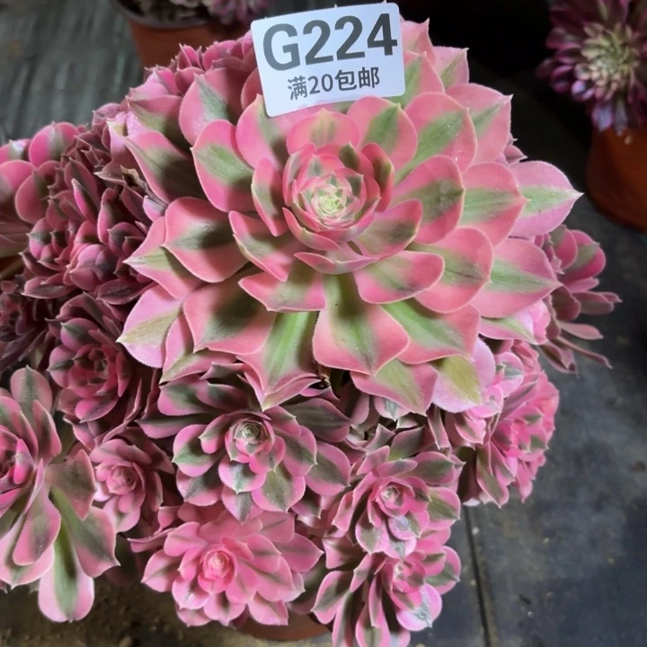 瑞妈一物一拍224