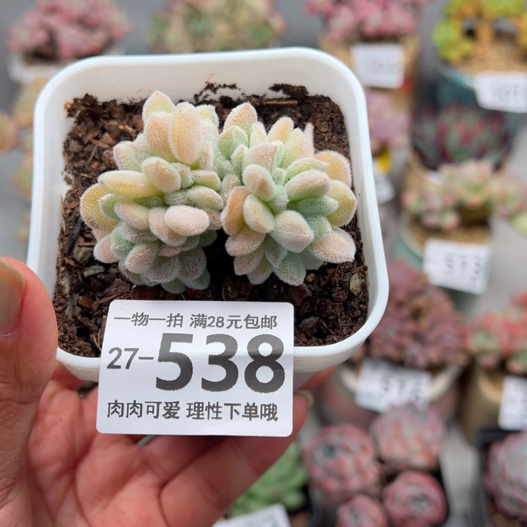 雪晃星缀化多肉多肉多肉多肉多肉