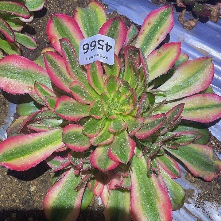 4565韶秀七彩黄锦多肉植物