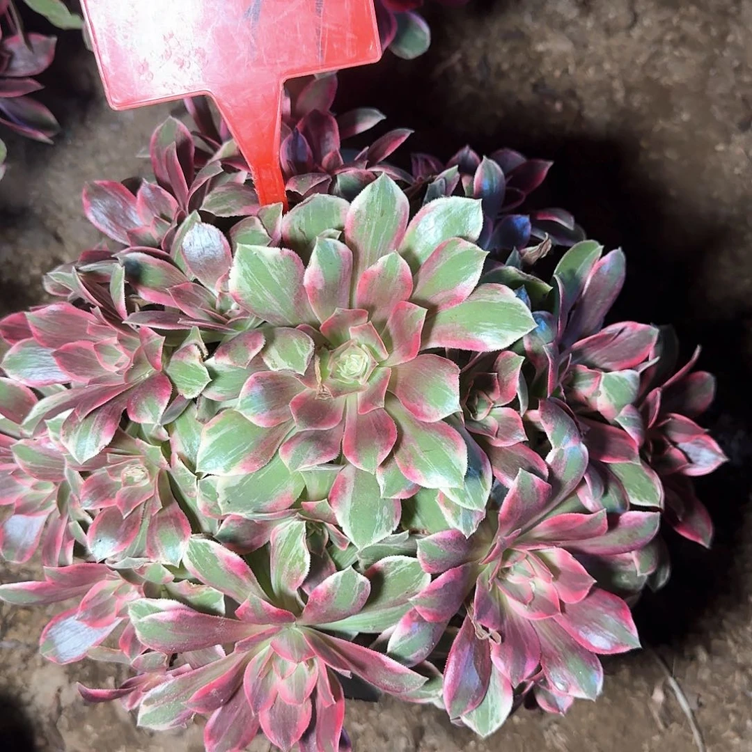 4197浣纱多肉法师