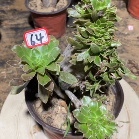 原始绿缀一物一拍，