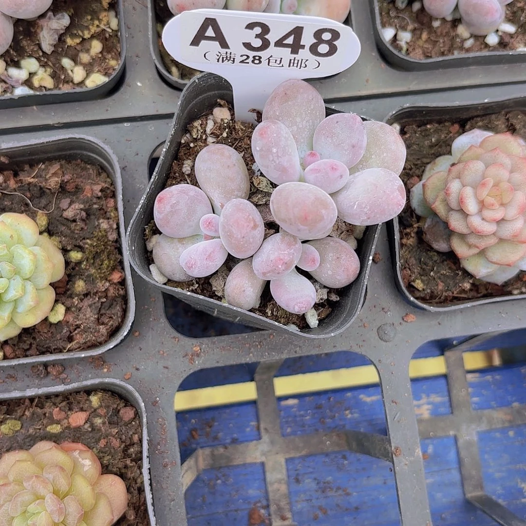 A348彩虹奶一物一拍