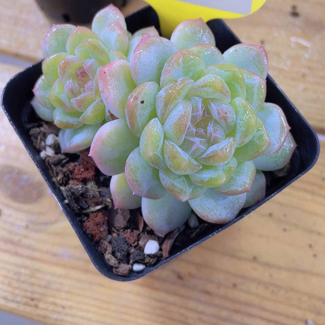 368号 天花板白桃汽水