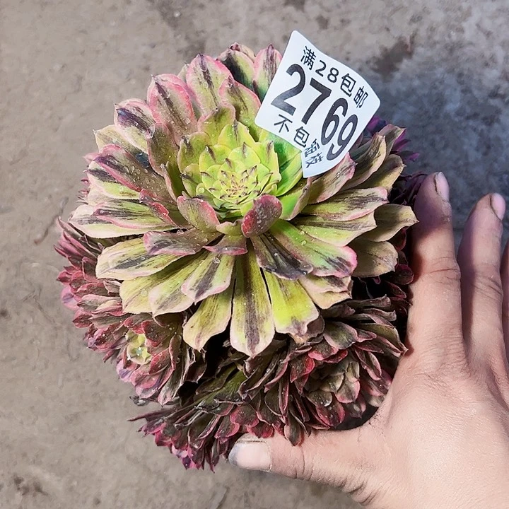 邪玫多肉植物2769 多肉植物法师法师